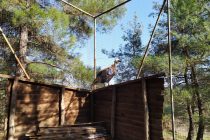 Διάσωση ενός σπάνιου Όρνεου στη Δαδιά