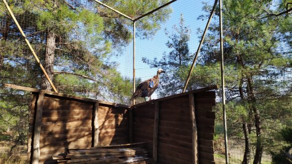 Διάσωση ενός σπάνιου Όρνεου στη Δαδιά