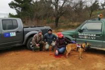 Αλεξανδρούπολη: 12 δηλητηριασμένα δολώματα βρέθηκαν μετά από έρευνα – 6 ζώα βρέθηκαν δηλητηριασμένα