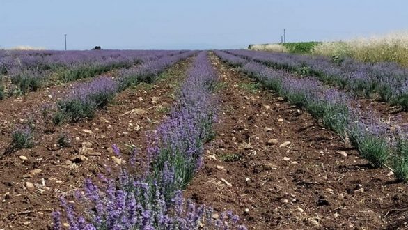 Ορεστιάδα: Ημερίδα για τα Αρωματικά Φυτά στην Σχολή Επιστημών Γεωπονίας και Δασολογίας
