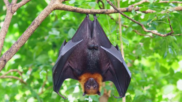 Πώς φιλοξενούν τόσους ιούς οι νυχτερίδες χωρίς οι ίδιες να νοσούν ποτέ;