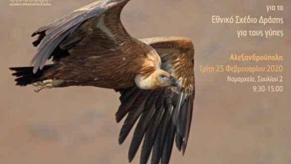 Ημερίδα για το Εθνικό Σχέδιο Δράσης για τους γύπες στη Θράκη