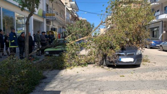 Πτώση δέντρου σε κεντρικό δρόμο της Ορεστιάδας – Χτύπησε σταθμευμένα και διερχόμενα οχήματα
