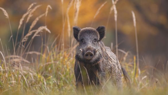 Δίωξη αγριόχοιρων από το Δασαρχείο Αλεξανδρούπολης στο πλαίσιο πρόληψης της αφρικανικής πανώλης των χοίρων