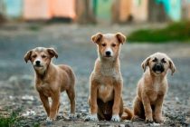 Αλεξανδρούπολη: Διανομή δωρεάν ξηράς τροφής για τα αδέσποτα