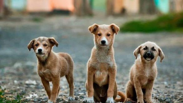 Αλεξανδρούπολη: Διανομή δωρεάν ξηράς τροφής για τα αδέσποτα