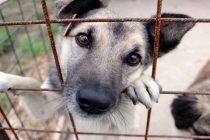 Παγκόσμια Ημέρα Αδέσποτων Ζώων