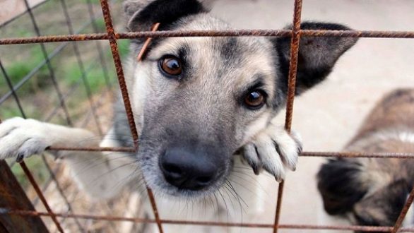 Παγκόσμια Ημέρα Αδέσποτων Ζώων