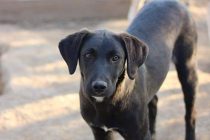 Αλεξανδρούπολη: 50% έκπτωση στους λογαριασμούς νερού για όσους υιοθετήσουν ένα αδέσποτο!