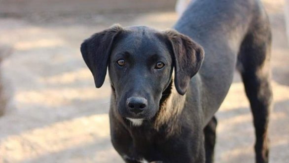 Αλεξανδρούπολη: 50% έκπτωση στους λογαριασμούς νερού για όσους υιοθετήσουν ένα αδέσποτο!