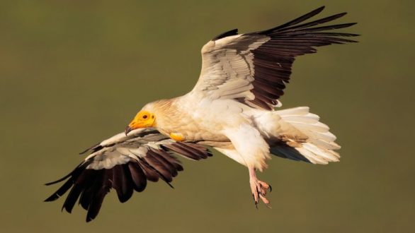 Ο Ασπροπάρης επέστρεψε στο Δάσος της Δαδιάς