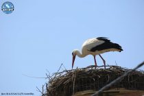 Ξεκίνησε η αναπαραγωγή Πελαργών στον Πόρο