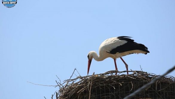 Ξεκίνησε η αναπαραγωγή Πελαργών στον Πόρο