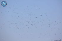 Μεγάλοι αριθμοί μεταναστευτικών πουλιών πάνω από το Δέλτα Έβρου
