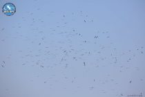 Μεγάλοι αριθμοί μεταναστευτικών πουλιών πάνω από το Δέλτα Έβρου