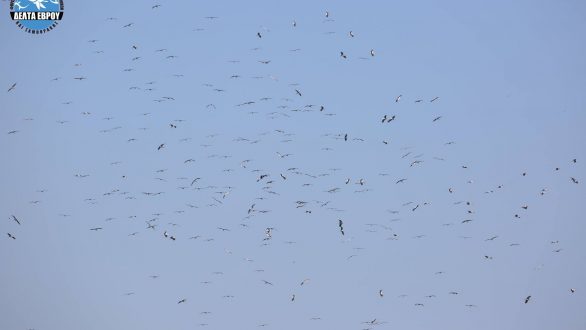 Μεγάλοι αριθμοί μεταναστευτικών πουλιών πάνω από το Δέλτα Έβρου