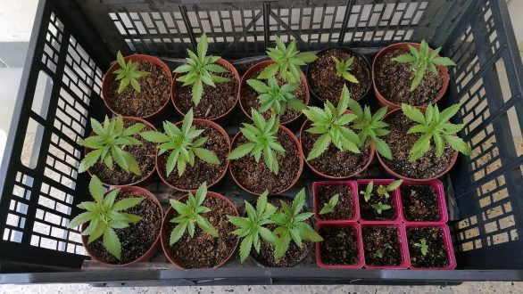 Συλλήψεις για καλλιέργεια και διακίνηση ναρκωτικών σε Έβρο και Δράμα