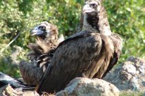 Ξεπρόβαλαν τα πρώτα μαυρογυπάκια στο Δάσος της Δαδιάς!