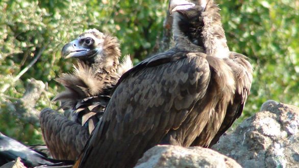 Ξεπρόβαλαν τα πρώτα μαυρογυπάκια στο Δάσος της Δαδιάς!