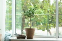 Πώς να φέρετε την φύση μέσα στο σπίτι σας