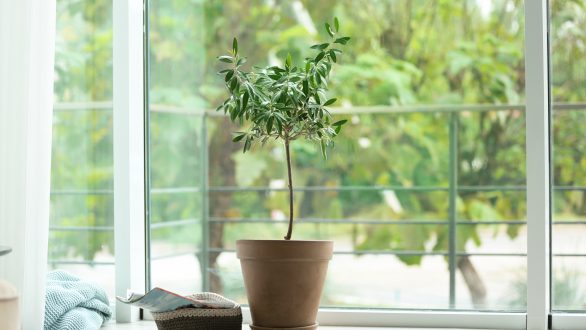 Πώς να φέρετε την φύση μέσα στο σπίτι σας