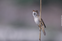 Ευρωπαϊκή Ημέρα Natura 2000: Μια γιορτή για την προστασία της φύσης