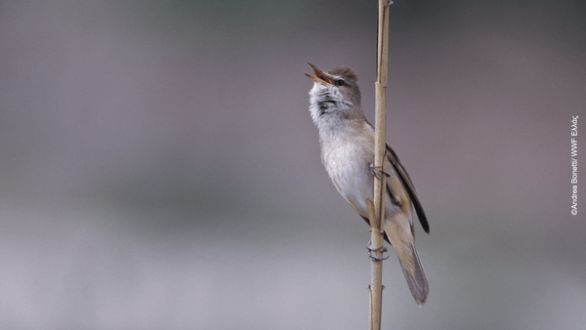 Σε διαβούλευση οι Ειδικές Περιβαλλοντικές Μελέτες για περιοχές «Νatura 2000» σε Κρήτη-Έβρο-Πελοπόννησο