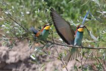 Οι μελισσοφάγοι “στολίζουν” με χρώματα το Δάσος της Δαδιάς!