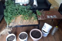 Συνελήφθησαν 2 ημεδαποί κατηγορούμενοι για καλλιέργεια και κατοχή ναρκωτικών