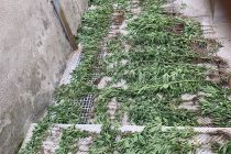 Σαμοθράκη: Φυτεία με 415 δενδρύλλια κάνναβης εντόπισε το λιμενικό