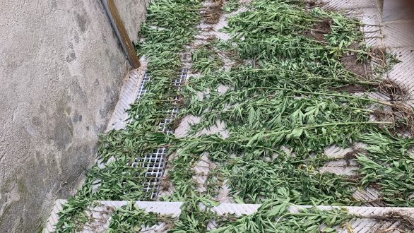 Σαμοθράκη: Φυτεία με 415 δενδρύλλια κάνναβης εντόπισε το λιμενικό