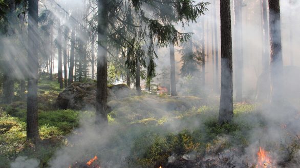 Ακραία επικινδυνότητα εκδήλωσης και εξάπλωσης δασικών πυρκαγιών σήμερα στον Β. Έβρο