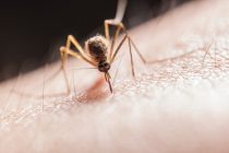Στον Έβρο κλιμάκιο του ΕΟΔΥ για κρούσμα ελονοσίας