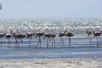 Τα Φλαμίνγκο ήρθαν και φέτος στο Δέλτα του Έβρου