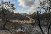 WWF Ελλάς: Ευθύνες σε στρατό και πολιτεία για την πυρκαγιά στο Εθνικό Πάρκο Δαδιάς-Λευκίμης-Σουφλίου