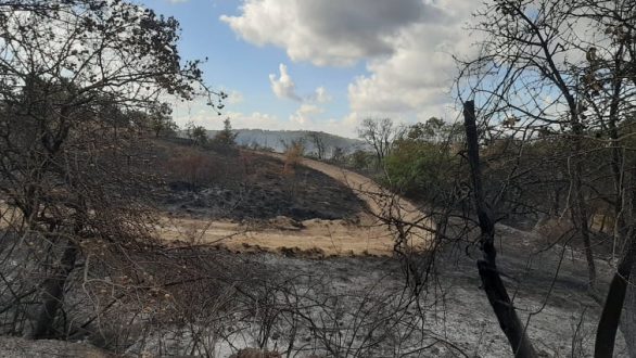 WWF Ελλάς: Ευθύνες σε στρατό και πολιτεία για την πυρκαγιά στο Εθνικό Πάρκο Δαδιάς-Λευκίμης-Σουφλίου