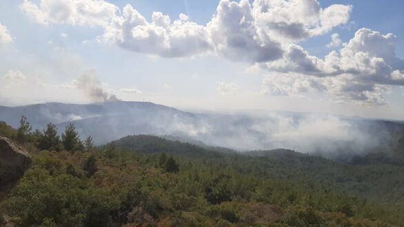 WWF : Σχεδόν το 70% της άγριας πανίδας εξαφανίστηκε από το 1970