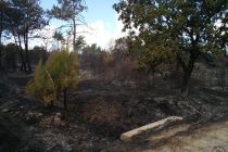 Η επόμενη μέρα μετά την πυρκαγιά στο Εθνικό Πάρκο Δάσους Δαδιάς-Λευκίμης-Σουφλίου