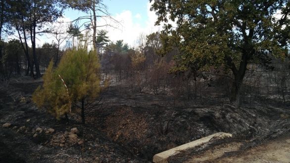Η επόμενη μέρα μετά την πυρκαγιά στο Εθνικό Πάρκο Δάσους Δαδιάς-Λευκίμης-Σουφλίου