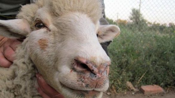 Συνταγογράφηση αντιβιοτικών φαρμάκων για χρήση σε ζώα