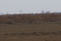 Οι Νανόχηνες ξανά στο Δέλτα του Έβρου