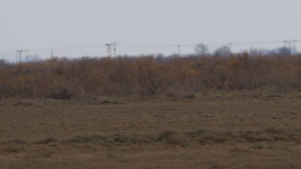 Οι Νανόχηνες ξανά στο Δέλτα του Έβρου