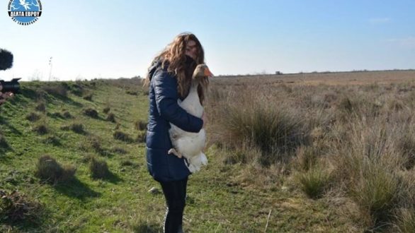 Απελευθέρωση Γερακίνας και Σταχτόχηνας στο Δέλτα του Έβρου