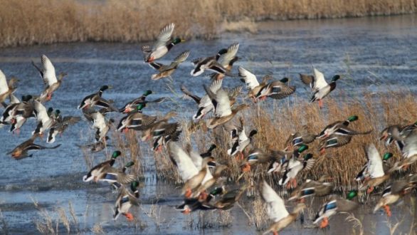 Κυνηγοί «χτυπούν» ακόμη και προστατευόμενα είδη. Μελέτη στο Δέλτα του Εβρου