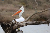 Εβδομάδα Αφίξεων στον Υγρότοπο του Δέλτα