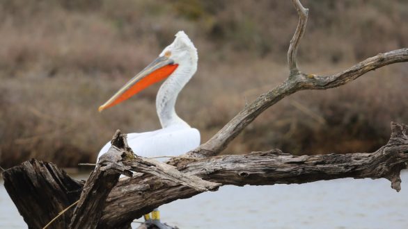 Εβδομάδα Αφίξεων στον Υγρότοπο του Δέλτα