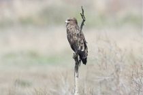 Οι Στικταετοί είναι χειμερινοί επισκέπτες του Δέλτα