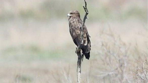 Οι Στικταετοί είναι χειμερινοί επισκέπτες του Δέλτα