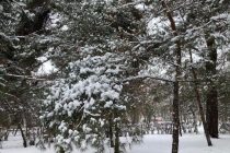 Έπεσαν τα πρώτα χιόνια σε Καρδίτσα και Τρίκαλα