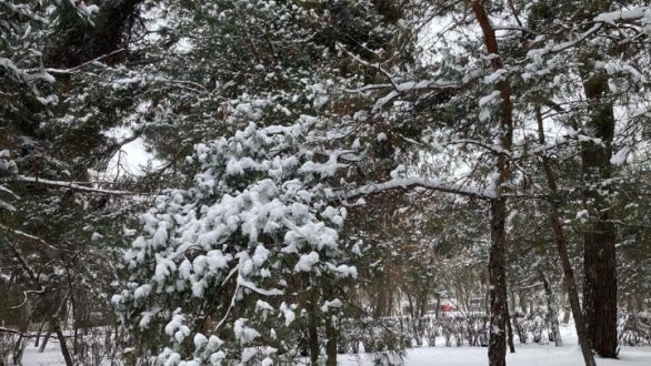 Έπεσαν τα πρώτα χιόνια σε Καρδίτσα και Τρίκαλα